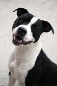 Happy doggy